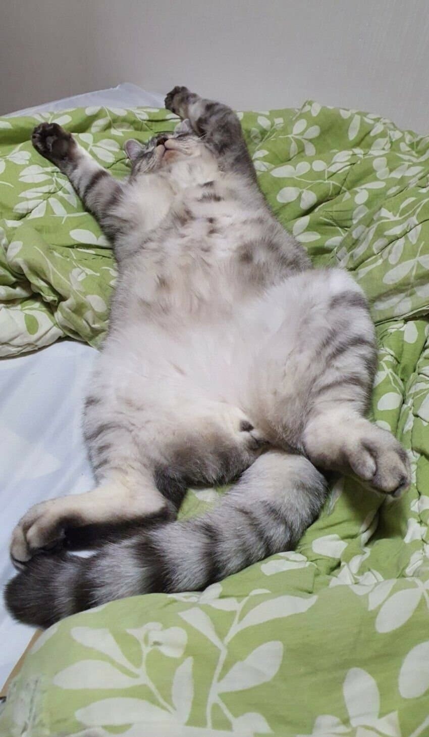 퀴즈) 카리스마 넘치는 고양이의 줄임말은?_2.jpg