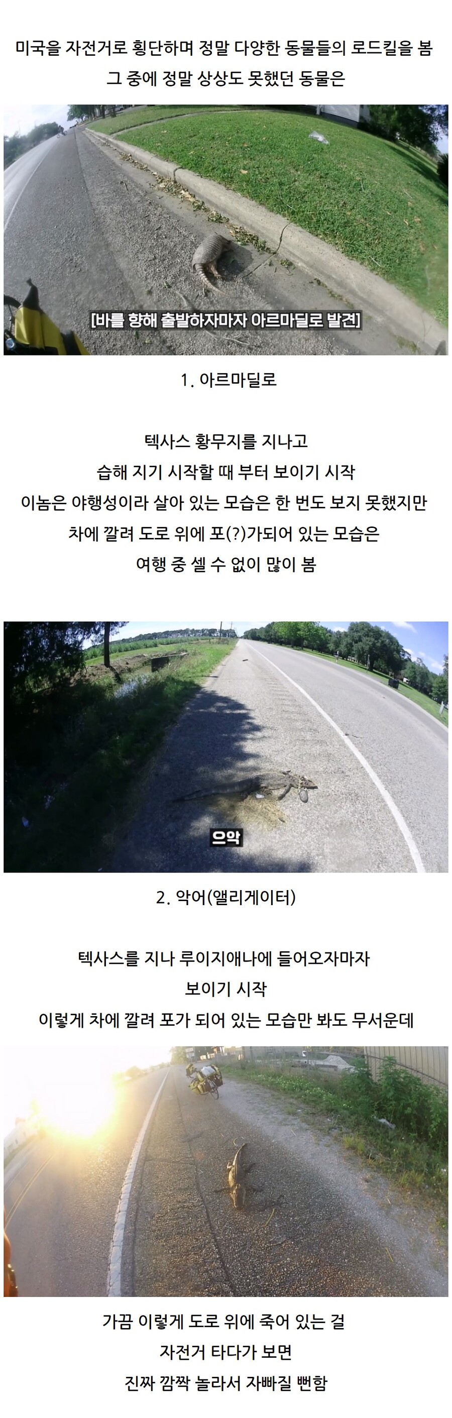 한국에서는 상상도 못할 미국의 로드킬_1.jpg