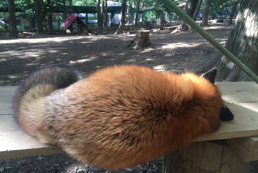 일본 여우 마을._7.jpg
