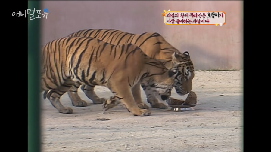 의외로 킹냥이가 환장하는 과일 .jpg_2.png