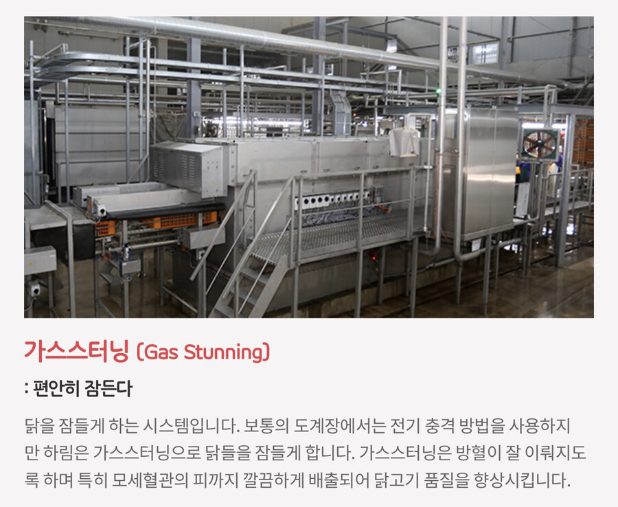 하림에서 닭을 편안히 잠들게 하는 방법jpg