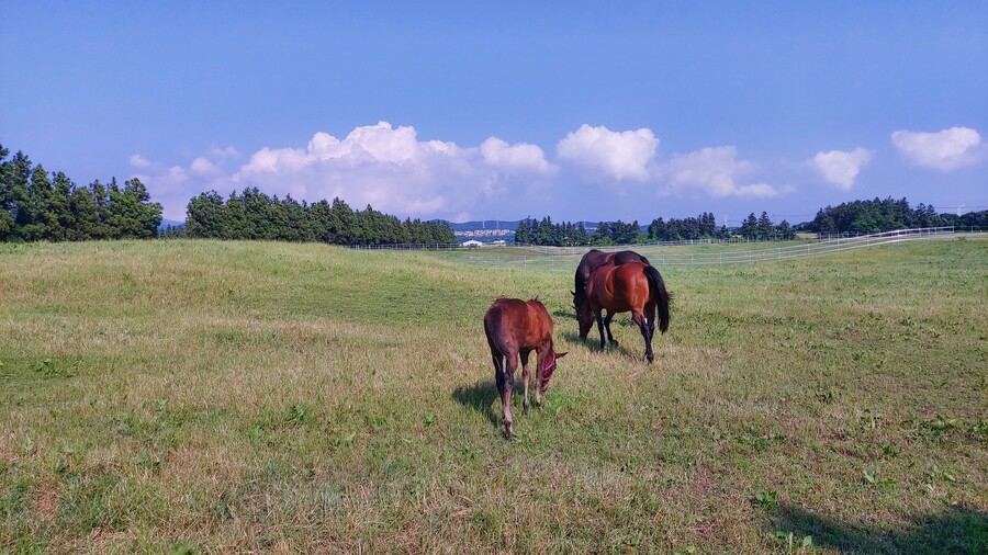 말딸) 역시 목장 버프다!_4.jpg