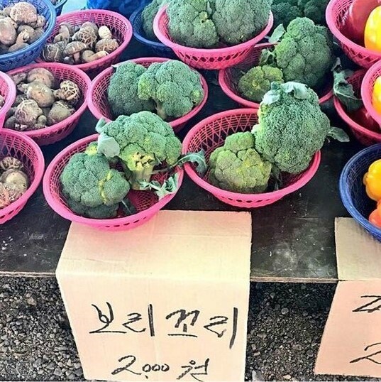 보리꼬리 브로커 브로뻐큐 모음_9.jpg
