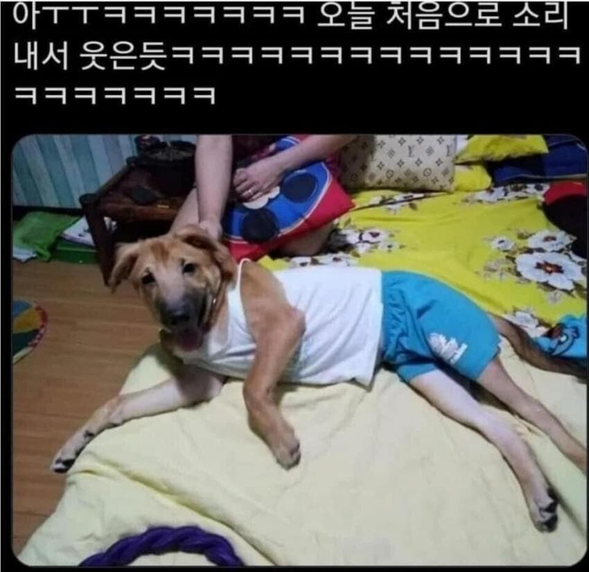 사람의 옷을 입은 개_1.png