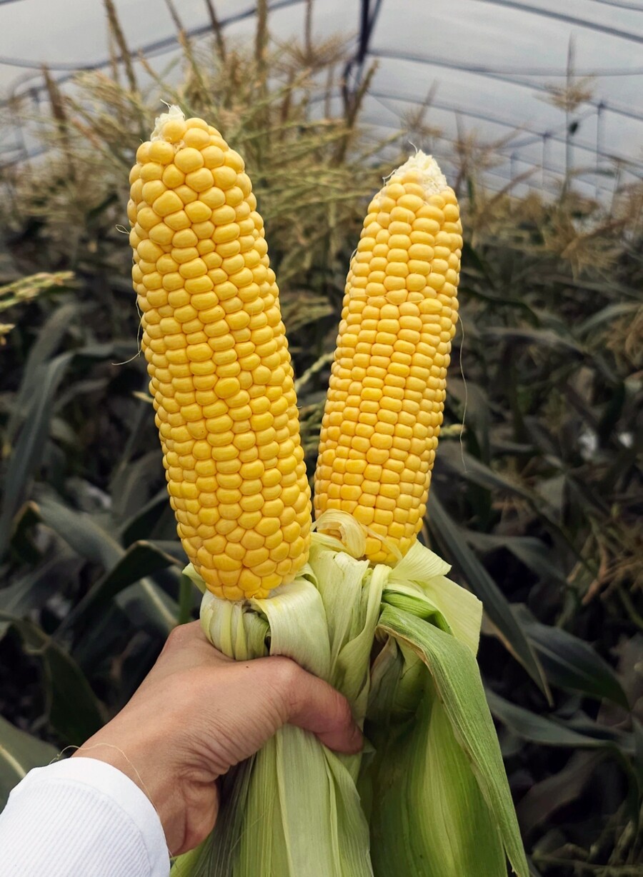 [네이버] 초당옥수수 초특품 17cm이상 특가 14900원(최저가)_1.jpg