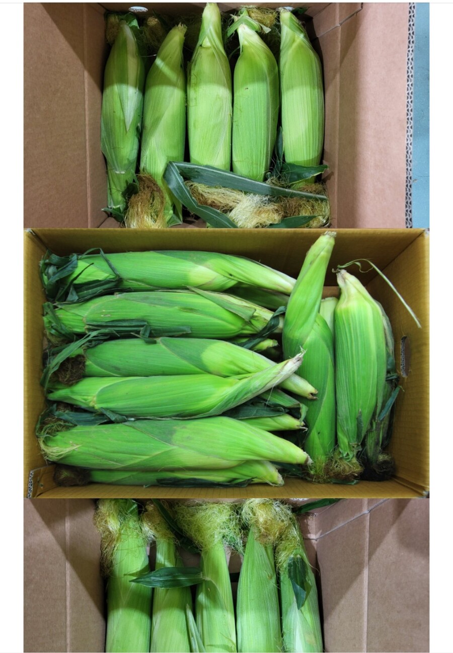 [네이버] 초당옥수수 초특품 17cm이상 특가 14900원(최저가)_3.jpg