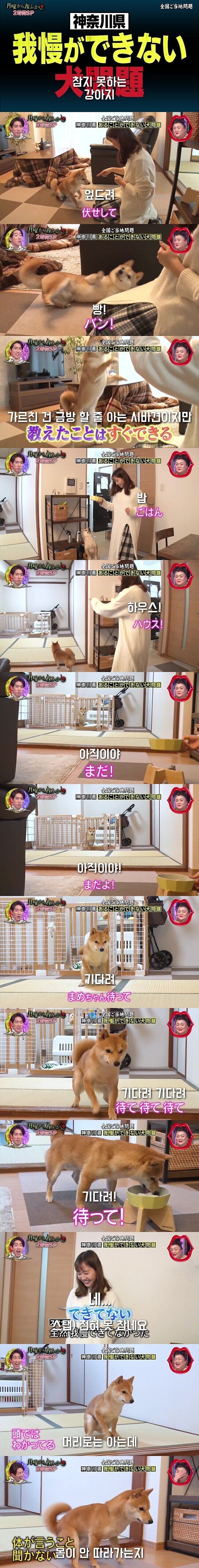 참을성이 강하지만 약하지만 강한 멍뭉이.jpgif_1.jpg