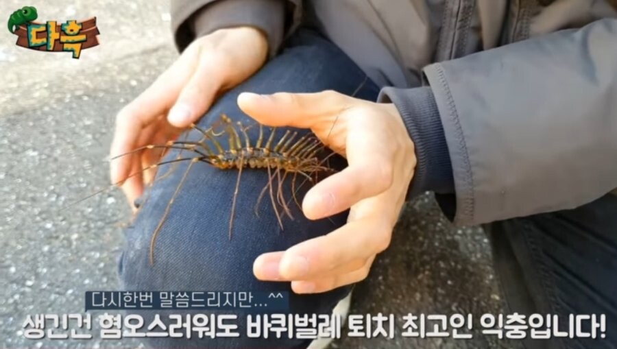 [약혐] 일본에 있는 돈벌레_4.jpg