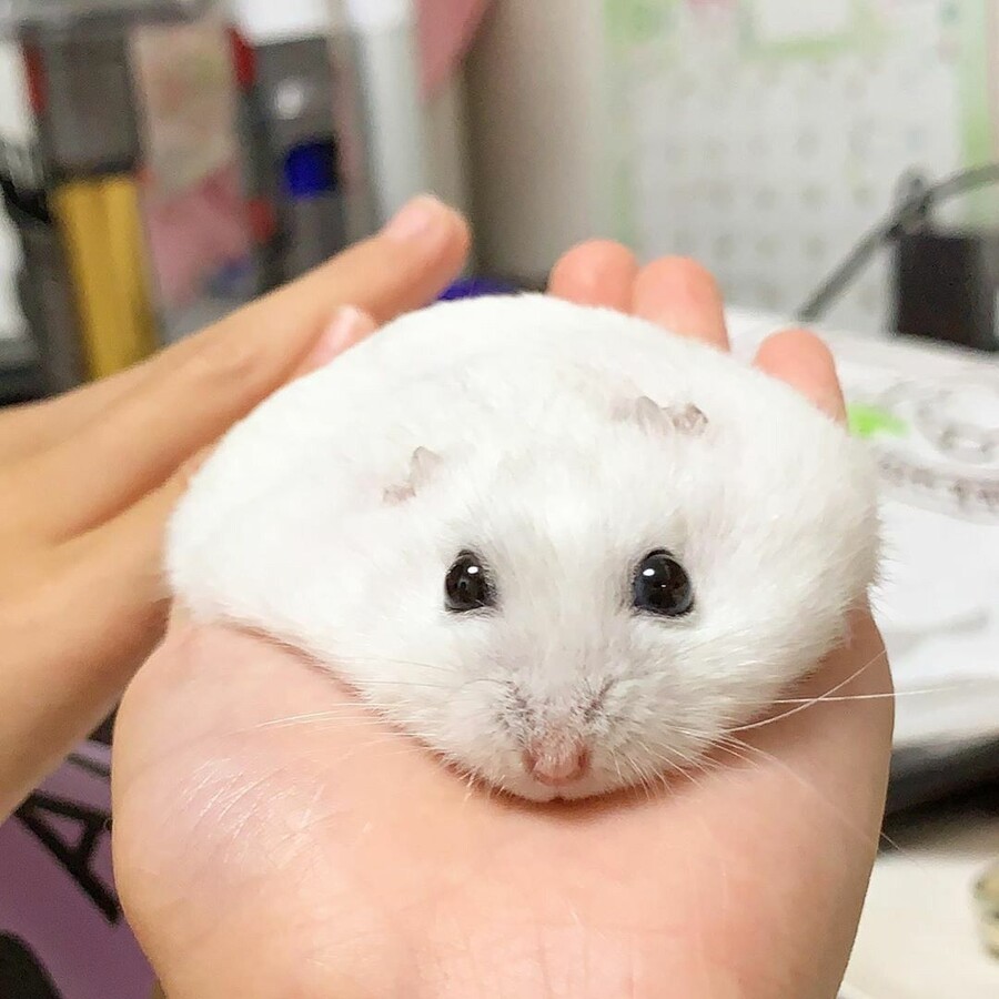 급속한 온난화로 인한 찰떡아이스 근황.jpg_5.jpeg