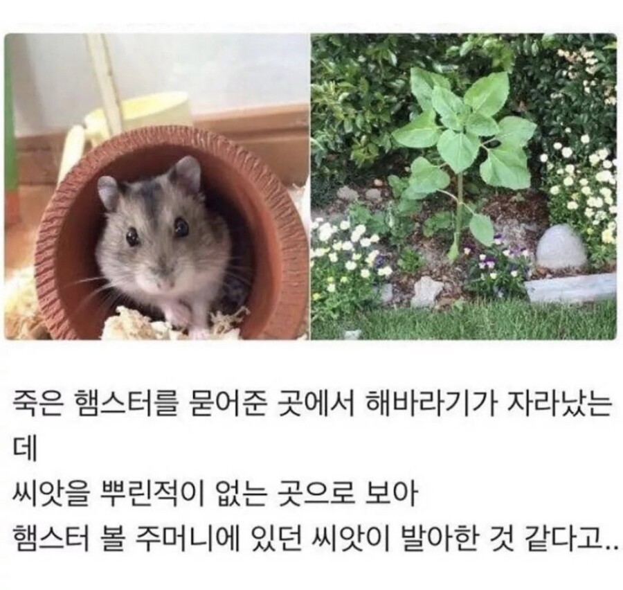 죽은 햄스터의 선물.jpg_1.jpeg