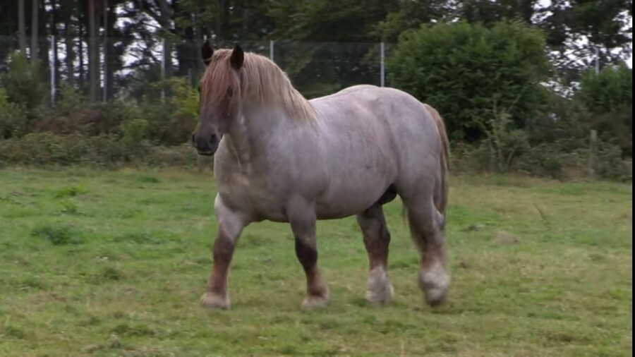 경주마가 유리몸인 이유_2.jpg