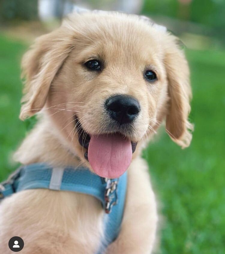 개인 적으로 가장 좋아하는 리트리버 얼굴표정.jpg_7.jpg