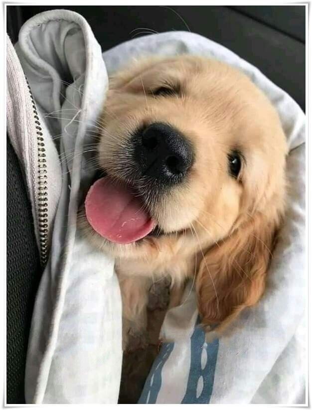 개인 적으로 가장 좋아하는 리트리버 얼굴표정.jpg_9.jpg