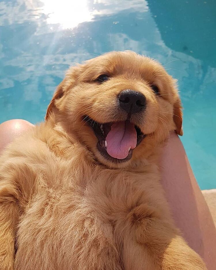개인 적으로 가장 좋아하는 리트리버 얼굴표정.jpg_12.jpg