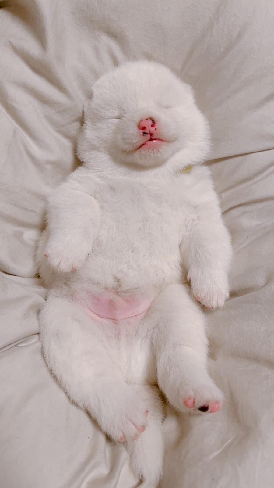 잠든 딸기맛 백설기.gif_1.jpg