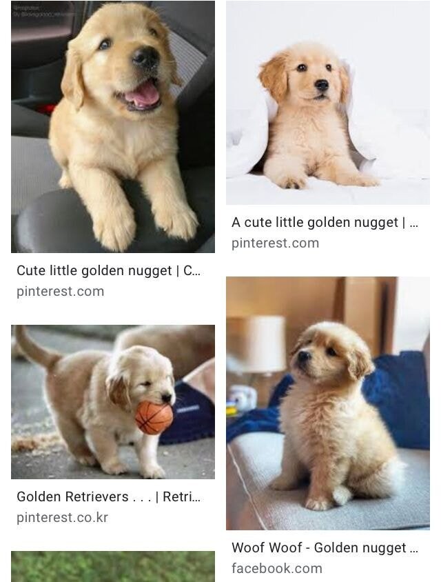 골댕이 "인절미"의 영어권 별명.jpg_3.jpg