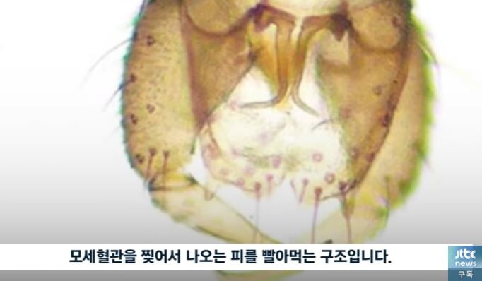 독도 모기가 피를 빠는 방법_1.jpg