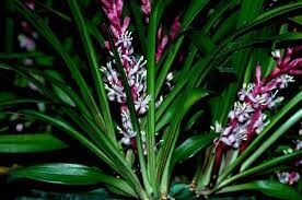 원신) 수메르 서사는 '엉덩이'를 들추면 보인다_3.jpg