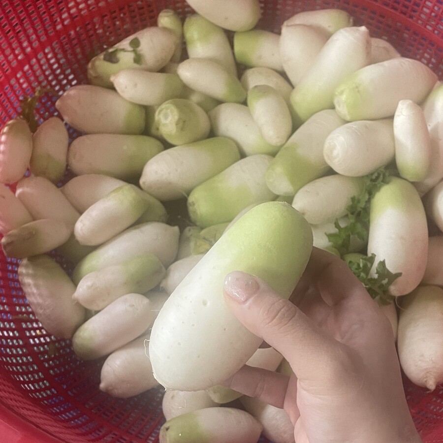 간이식 수술 후 유튜브 보면서 혼자 밭농사를 하기 시작한 아빠.twt_4.jpeg