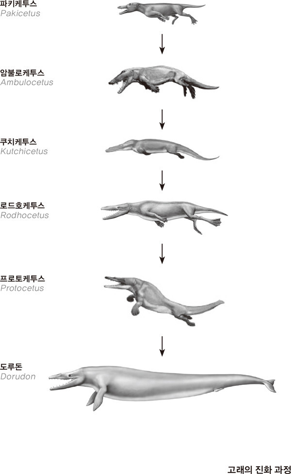 현실적인 진화