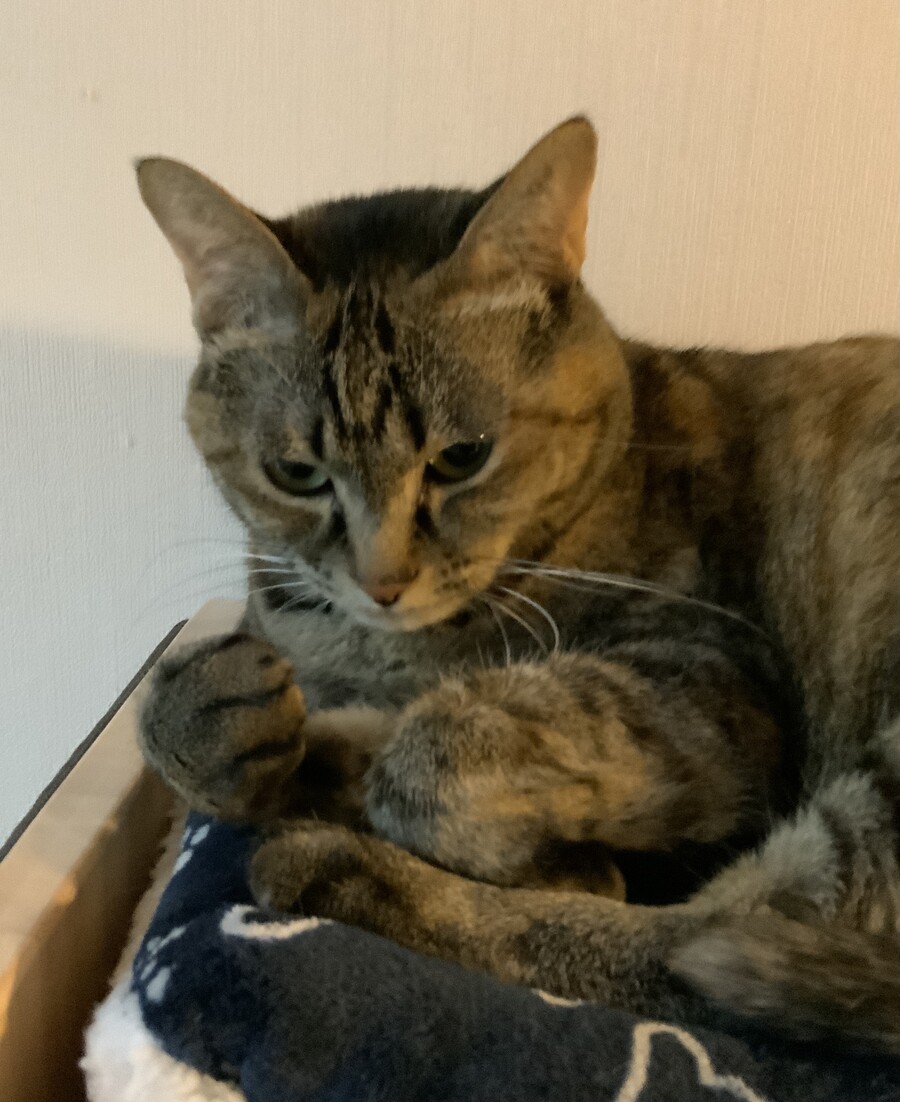 [사펑 엣지러너] 데이비드 신삥시절 부분만 계속 돌려보고 있음_1.jpeg