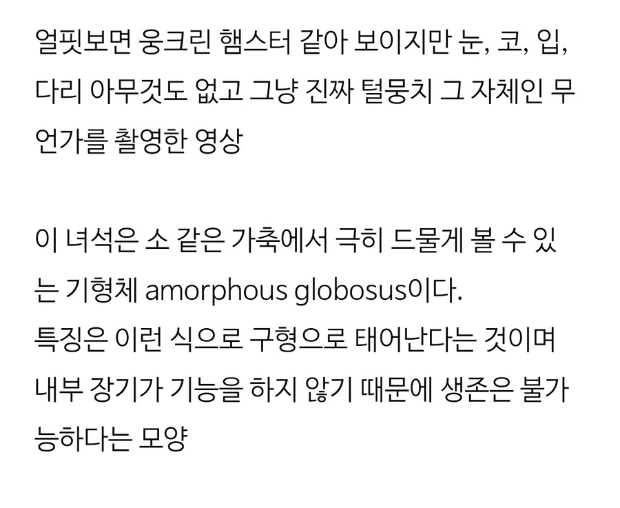 털뭉치 그 자체, amorphous globosus.gif_1.jpg