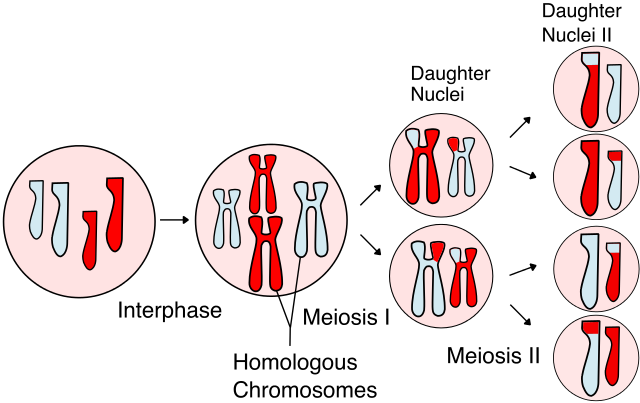 Meiosis_Overview_new.svg.png