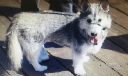 하찮은 웰시코기 유전자 .jpg_5.jpg