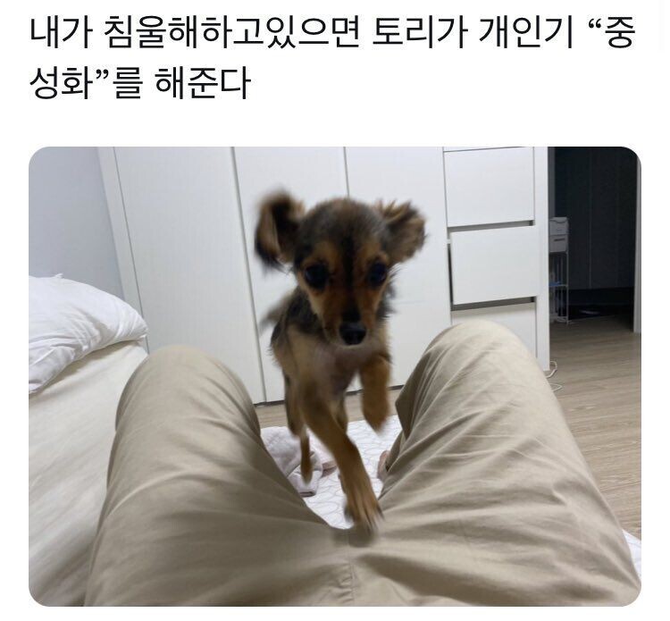 쮸인이 침울해하고 있어서 개인기하는 댕댕이_1.jpg