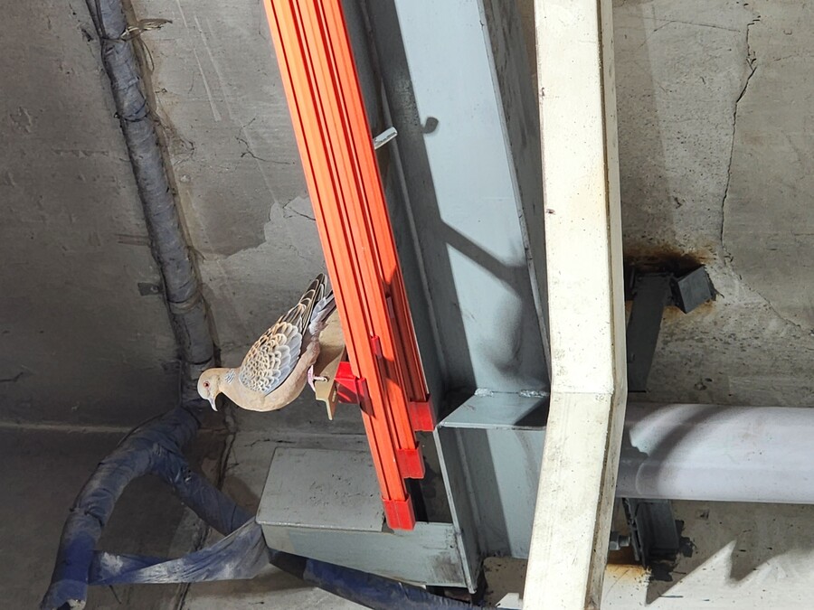 비둘기) 아예 나갈 생각을 안함_2.jpg