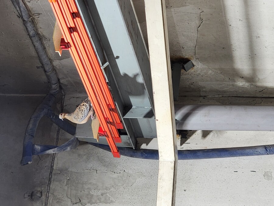 비둘기) 아니 ㅅㅂ 왜 다시 들어왔냐고 ㅠ_1.jpg