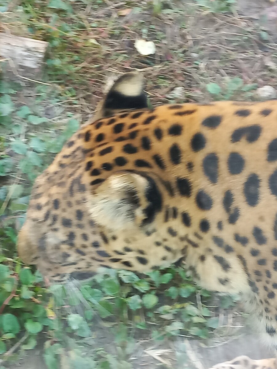 다들! 주토피아 좋아해?_6.jpg