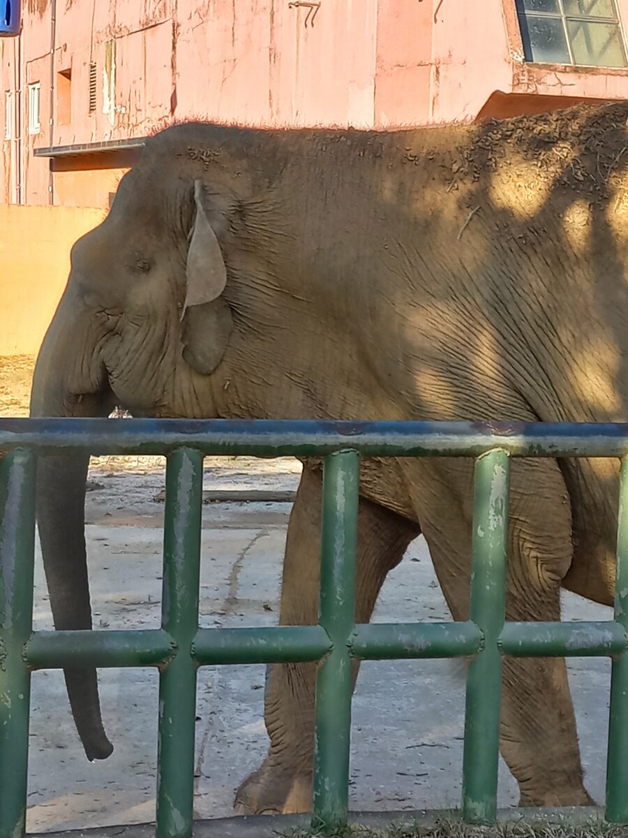 다들! 주토피아 좋아해?_8.jpg