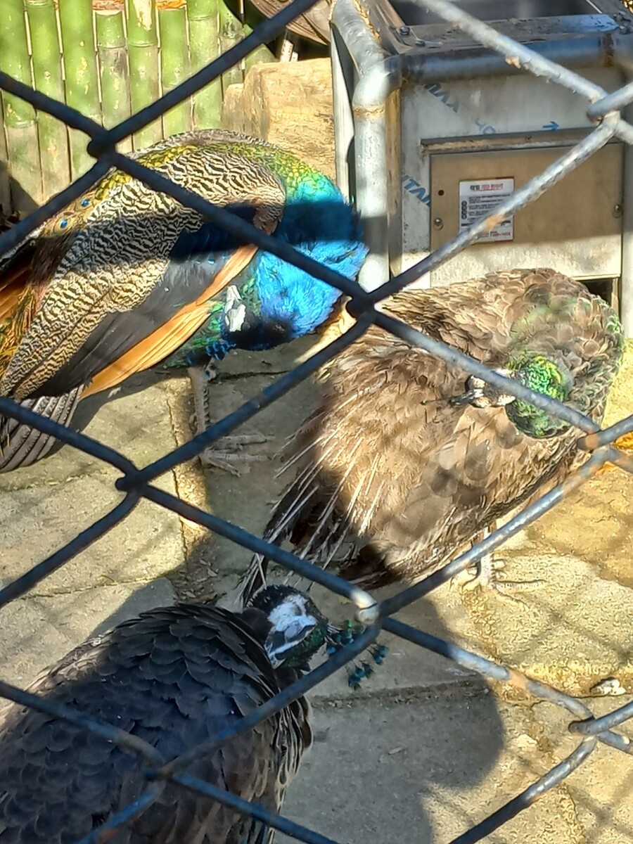 다들! 주토피아 좋아해?_9.jpg