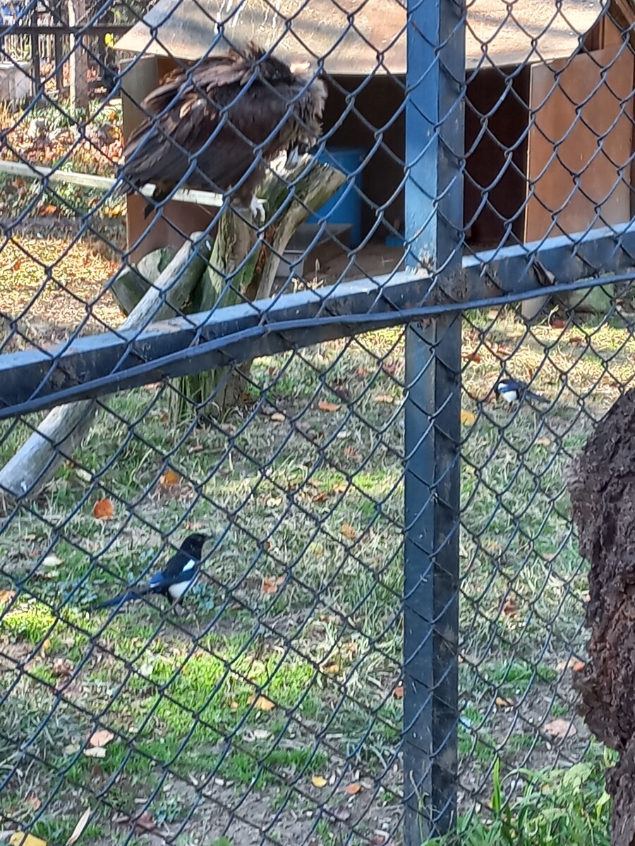 다들! 주토피아 좋아해?_15.jpg