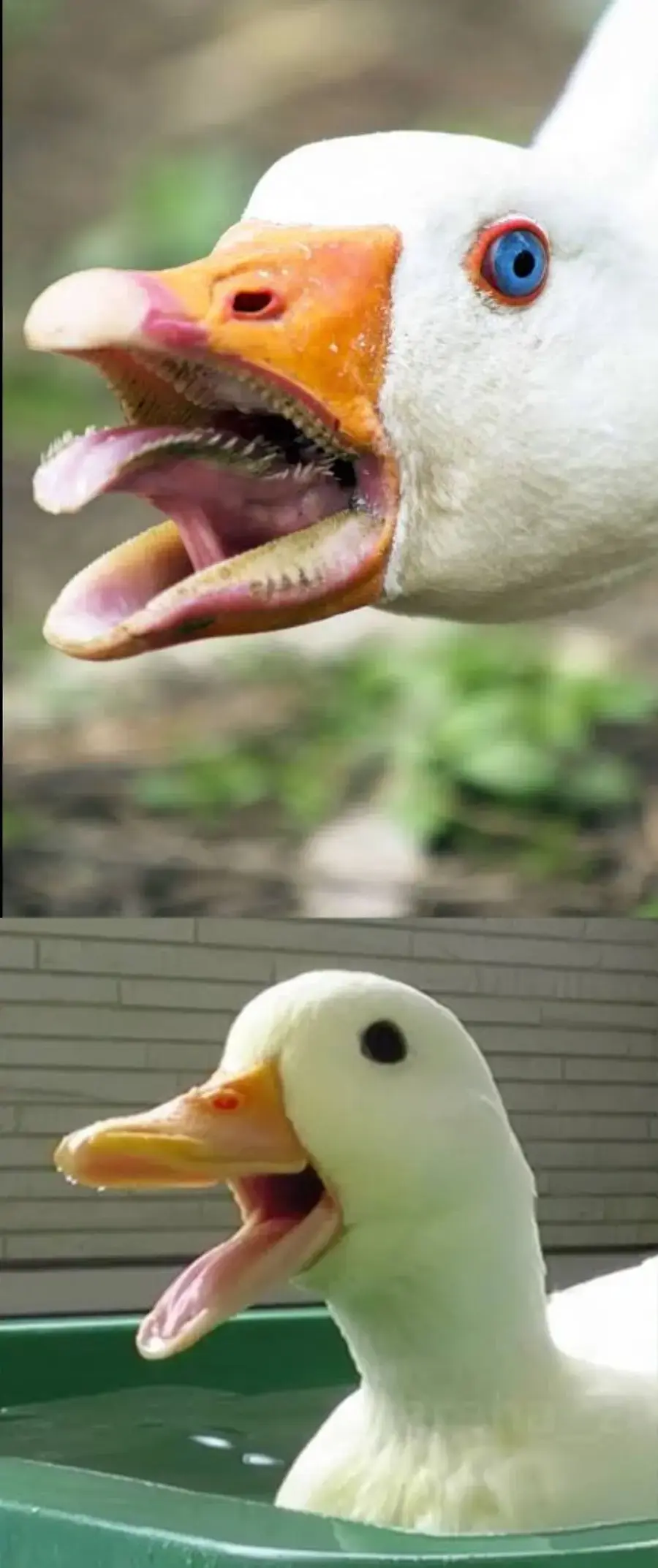 거위와 오리 차이_1.webp