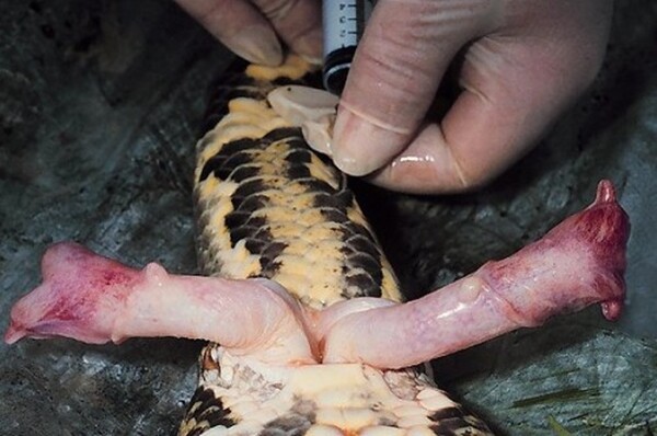 현재 논란되고있는 페미,롤. 정보종합 자료(추가중)_17.jpg