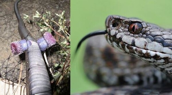 현재 논란되고있는 페미,롤. 정보종합 자료(추가중)_18.jpg