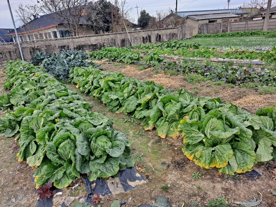 (스압)나 너무 많은 일이 잇엇어 힘들다 진짜(김장)_2.jpg