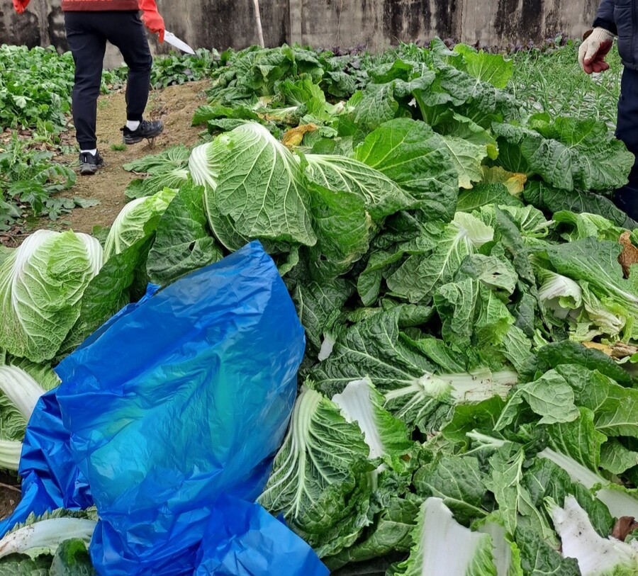 (스압)나 너무 많은 일이 잇엇어 힘들다 진짜(김장)_3.jpg