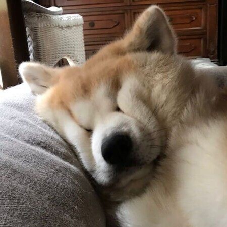 참 한결같은 표정으로 자는 강아지.Jpg_1.jpg