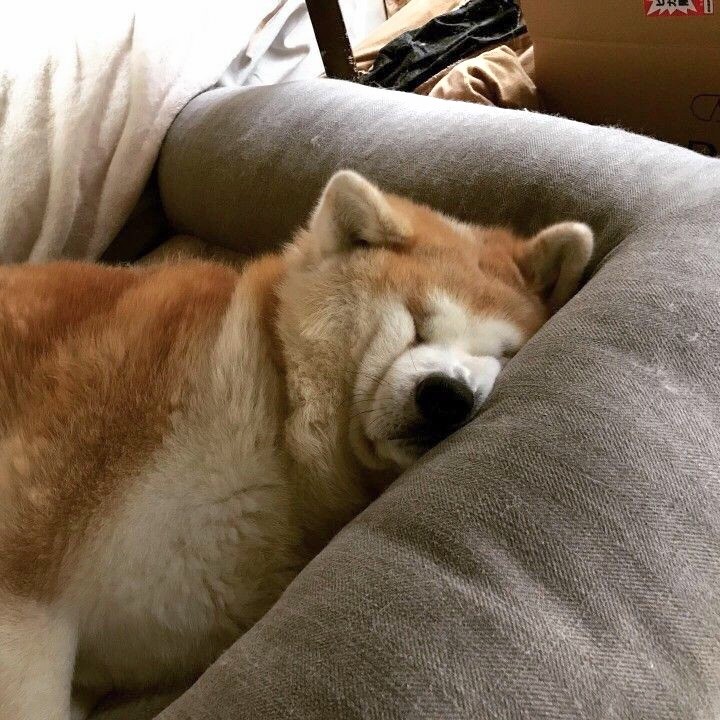 참 한결같은 표정으로 자는 강아지.Jpg_4.jpg