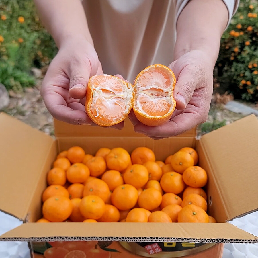 [네이버] 제주 서귀포 산지직송 당도 높은 초당감귤 무료배송_4.jpg