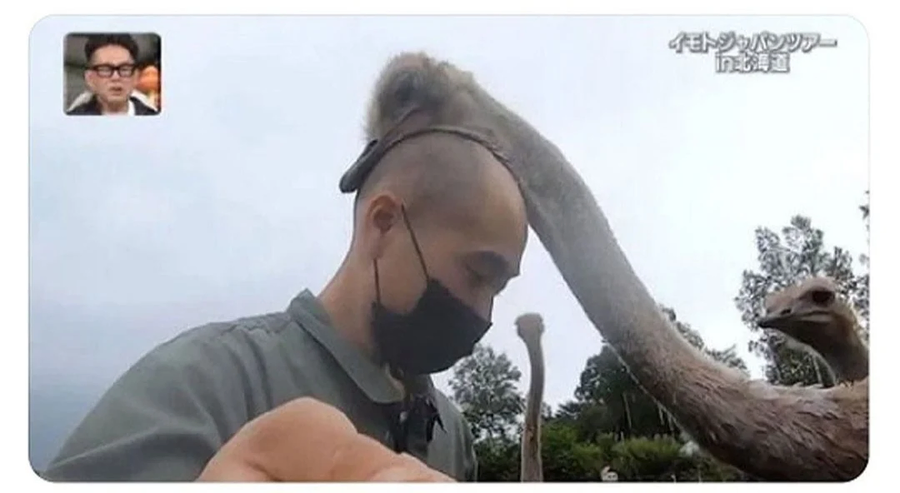 대머리도 사랑해주는 동물