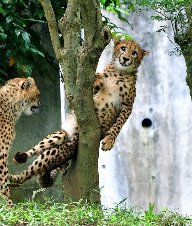 인터넷에서 유명한 "치타 짤"의 진실_3.jpg