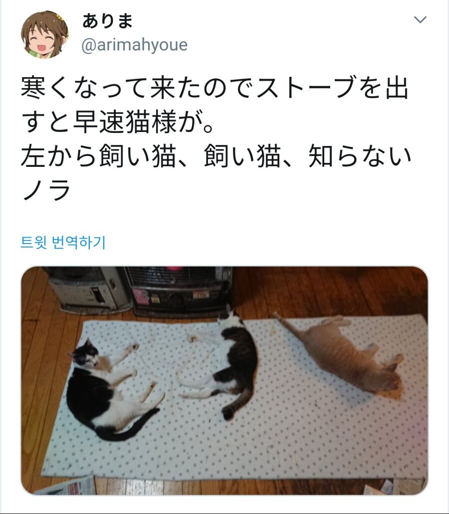추워서 난로를 켰더니 고양이들이 난리다.jpg_1.jpg