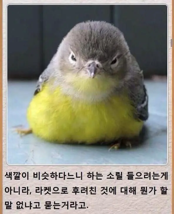 제목학원) 동박새의 분노.jpg_2.webp