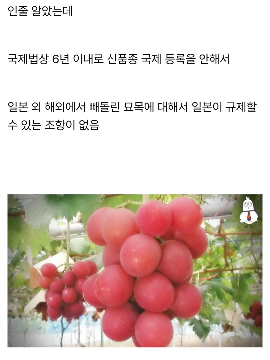 샤인머스켓에 이은 일본의 뻘짓_4.jpg