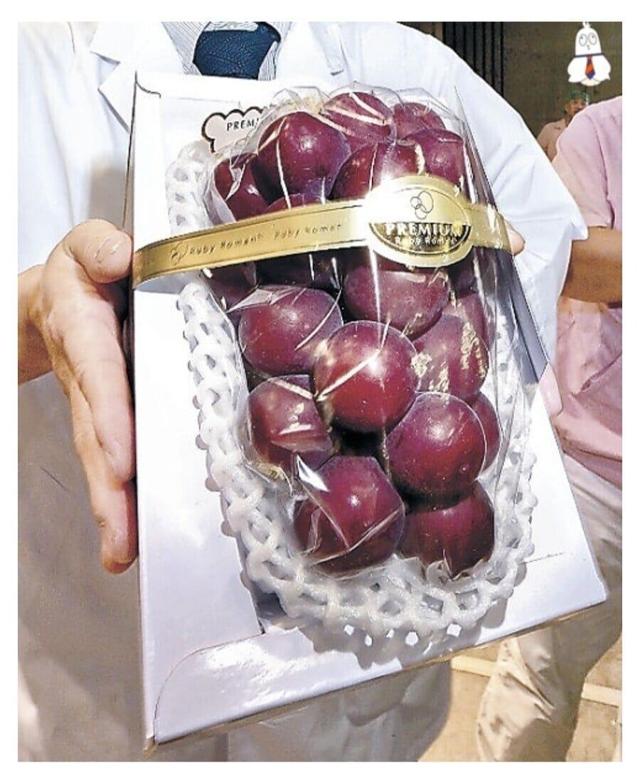 샤인머스켓에 이은 일본의 뻘짓.jpg_1.jpg