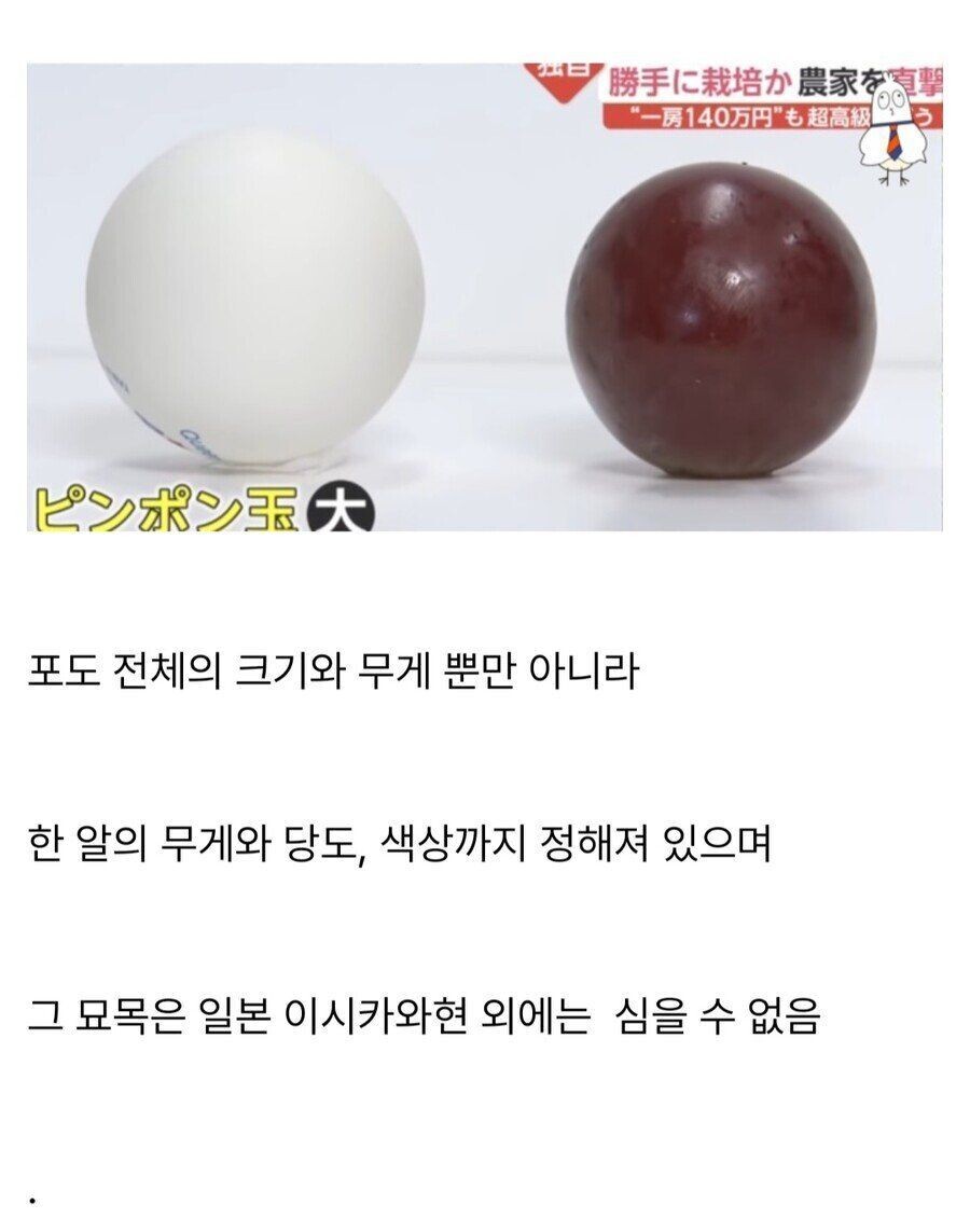 샤인머스켓에 이은 일본의 뻘짓.jpg_3.jpg